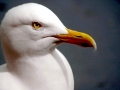 Herring Gull