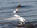 Herring Gull