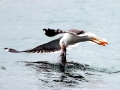 Herring Gull