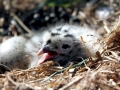 Herring Gull