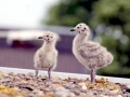 Herring Gull