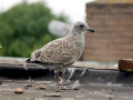 Herring Gull
