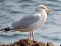 Herring Gull