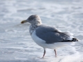 Herring Gull