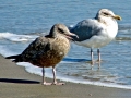 Herring Gull