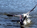 Herring Gull