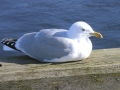Herring Gull