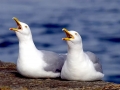 Herring Gull