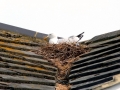 Herring Gull