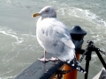 Herring Gull