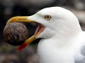 Herring Gull