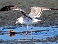 Herring Gull