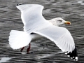 Herring Gull