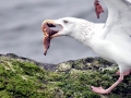 Herring Gull