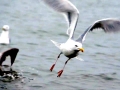 Herring Gull