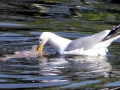 Herring Gull