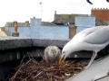 Herring Gull