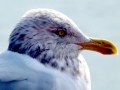 Herring Gull