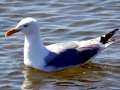 Herring Gull