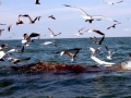Herring Gull