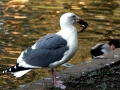 Herring Gull