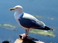 Herring Gull