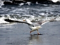 Herring Gull