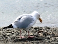Herring Gull