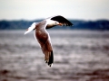 Herring Gull