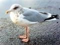 Herring Gull