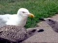 Herring Gull
