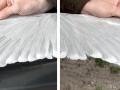 Herring Gull