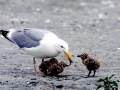 Herring Gull