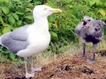 Herring Gull