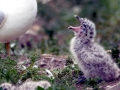Herring Gull