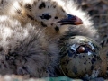 Herring Gull
