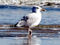 Herring Gull