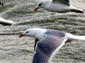 Herring Gull
