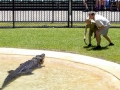 Steve Irwin, his Legacy