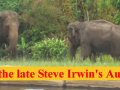 Steve Irwin, his Legacy