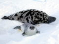 Hooded Seal