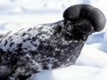 Hooded Seal