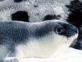 Hooded Seal