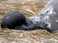 Hooded Seal