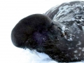 Hooded Seal