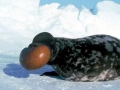 Hooded Seal