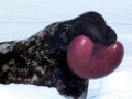 Hooded Seal