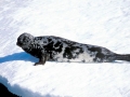 Hooded Seal
