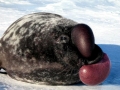 Hooded Seal