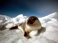 Hooded Seal